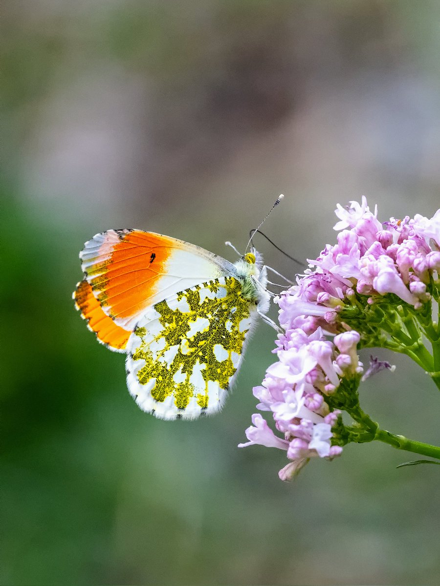 Male Orange Tip butterflies certainly live up to their name! The crowns of their wings are tipped with delightful splashes of orange. Whilst females replace orange with grey, both sexes share a marbled green underwing which acts as camouflage when closed. Have you spotted any?