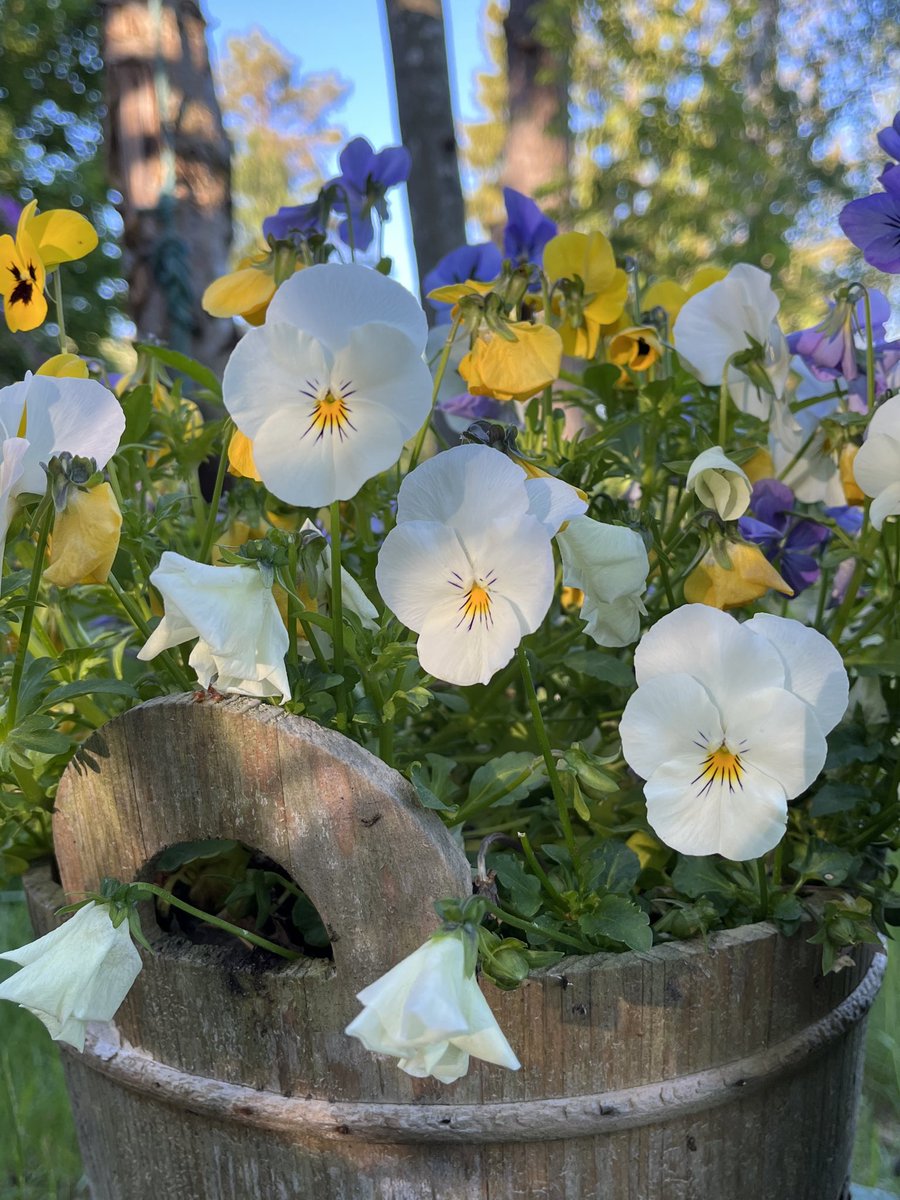 tonyrjonsson's tweet photo. Buongiorno amici ☀️🍀🎶

Colori belli, perché è venerdì 💕

Felice giornata, prendi cura del giorno, facciamolo al meglio 🤗

#apr19 📸nel giardino https://t.co/Gi3ovd1O7a
