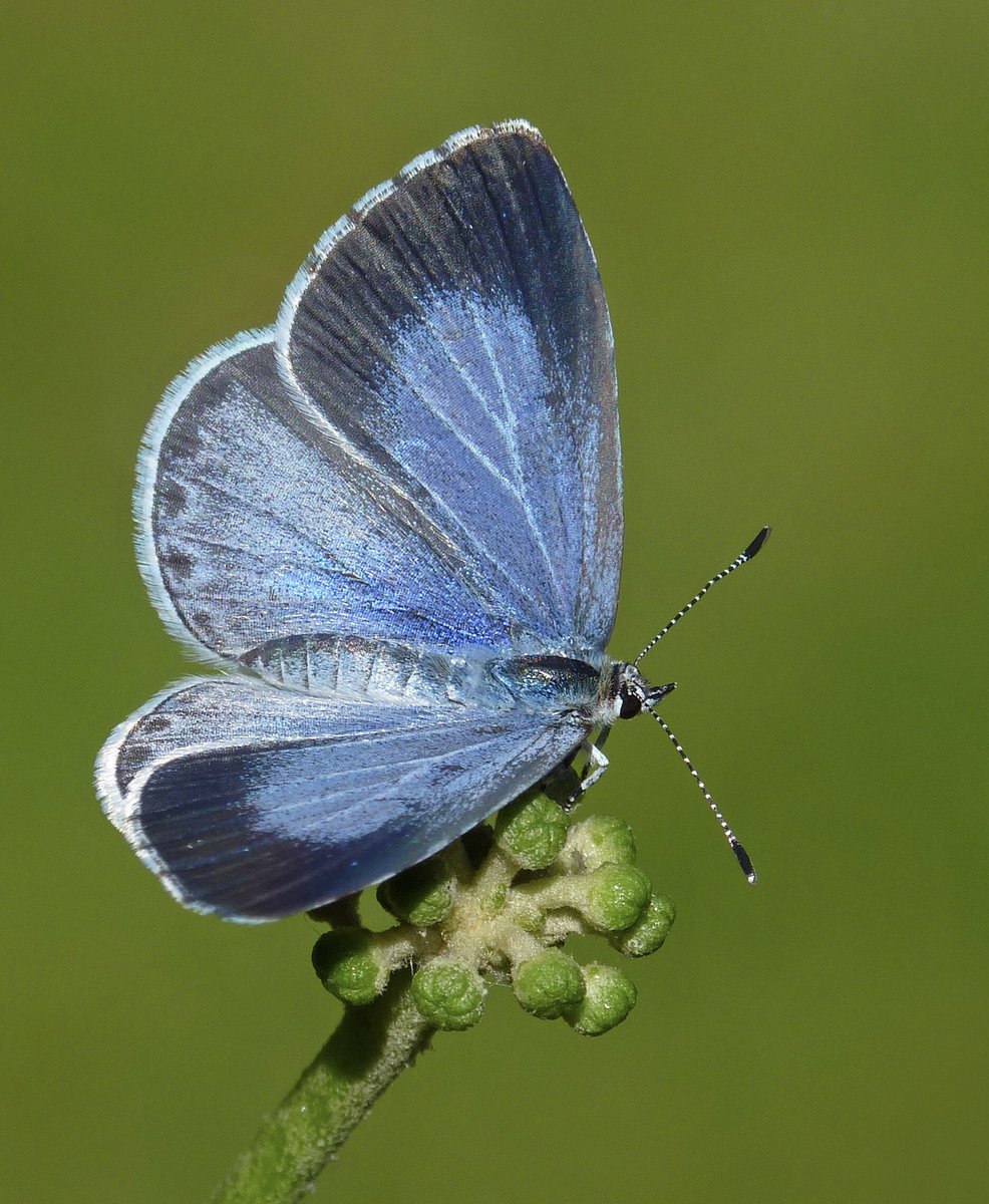 Our study also assessed the butterfly benefits of having flowering ivy in your garden. GB gardens with flowering ivy had over 30% more sightings of Holly Blue butterflies in the late summer & autumn. Caterpillars of this butterfly feed on ivy buds. sciencedirect.com/science/articl…