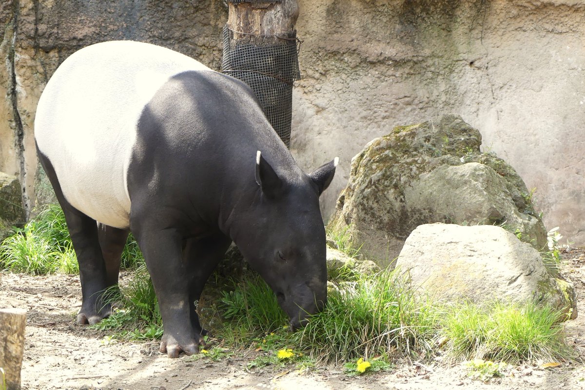 たんぽぽとひでお。
📷2024.4.13
#ズーラシア #よこはま動物園 #ZOORASIA
#マレーバク #Malayantapir #ひでお