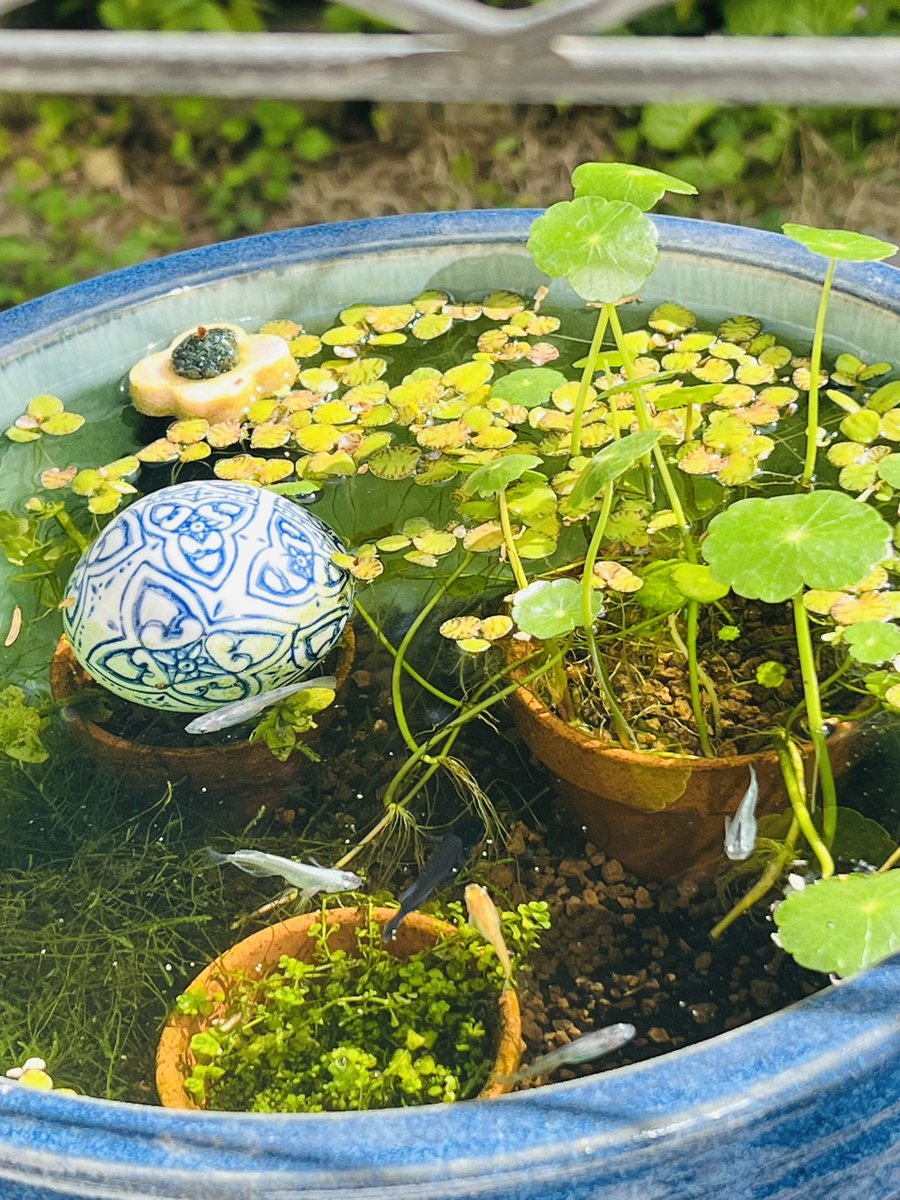 メダカ見てると水遊びしに行きたくなる☀️