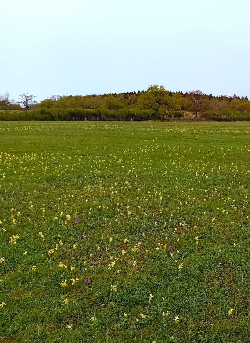 SanjeePerera1's tweet photo. Among the wild orchids today were patches of butter milk dripping fairy cups bowed low, chanting vernal spells seeking a kind summer for this wet meadow. Cowslip, #PrimulaVeris, found in abundance at #BernwoodMeadows.

 #wildflowerhour #cowslipchallenge

https://t.co/YjoE88u7Li https://t.co/XWGt2xW9Fu