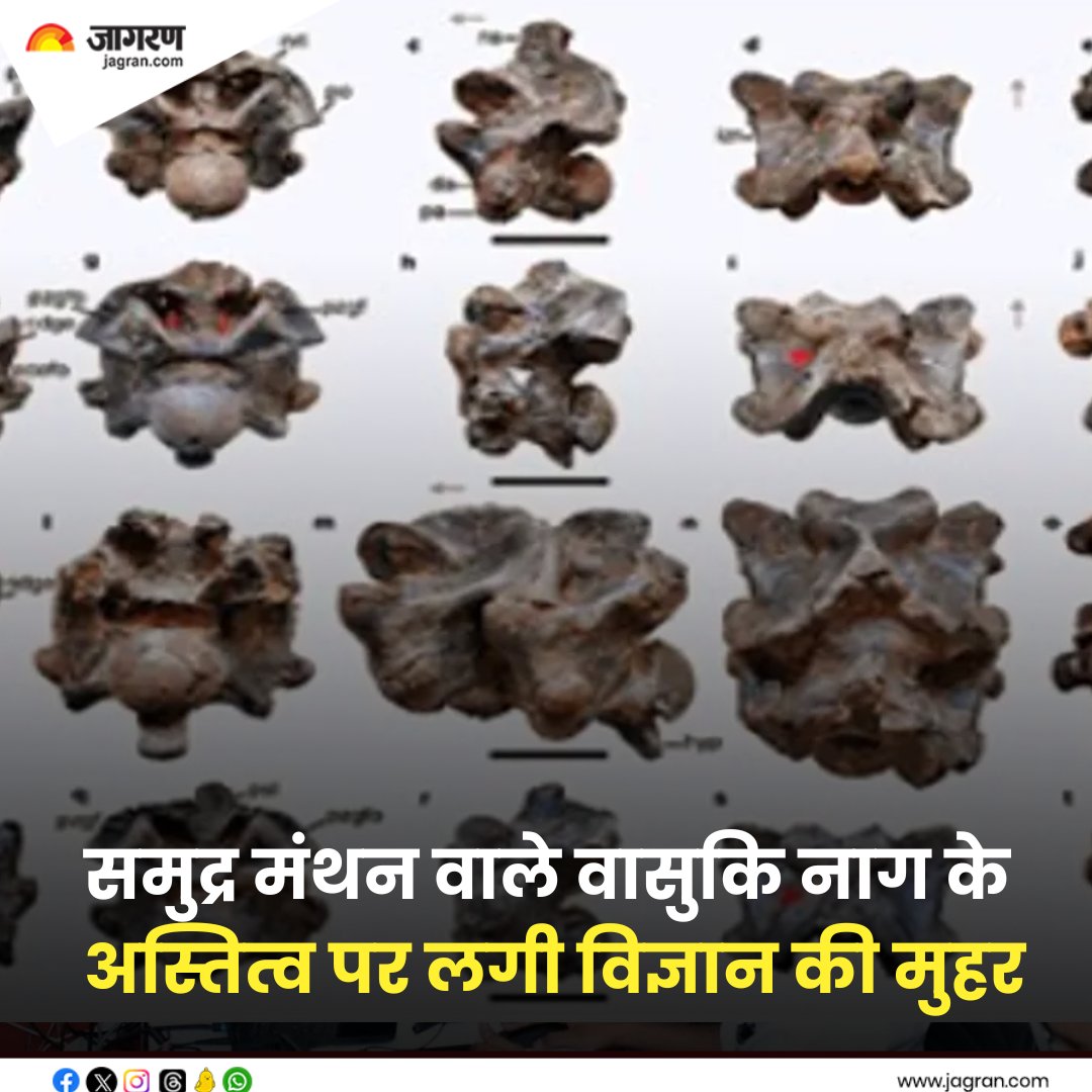 JagranNews's tweet photo. https://t.co/oNSUbynL4g || समुद्र मंथन वाले वासुकि नाग के अस्तित्व पर लगी विज्ञान की मुहर, गुजरात में मिले 4.7 करोड़ वर्ष पुराने अवशेष

#Vasuki #ScienceConfirms https://t.co/6Um8wtfPJW