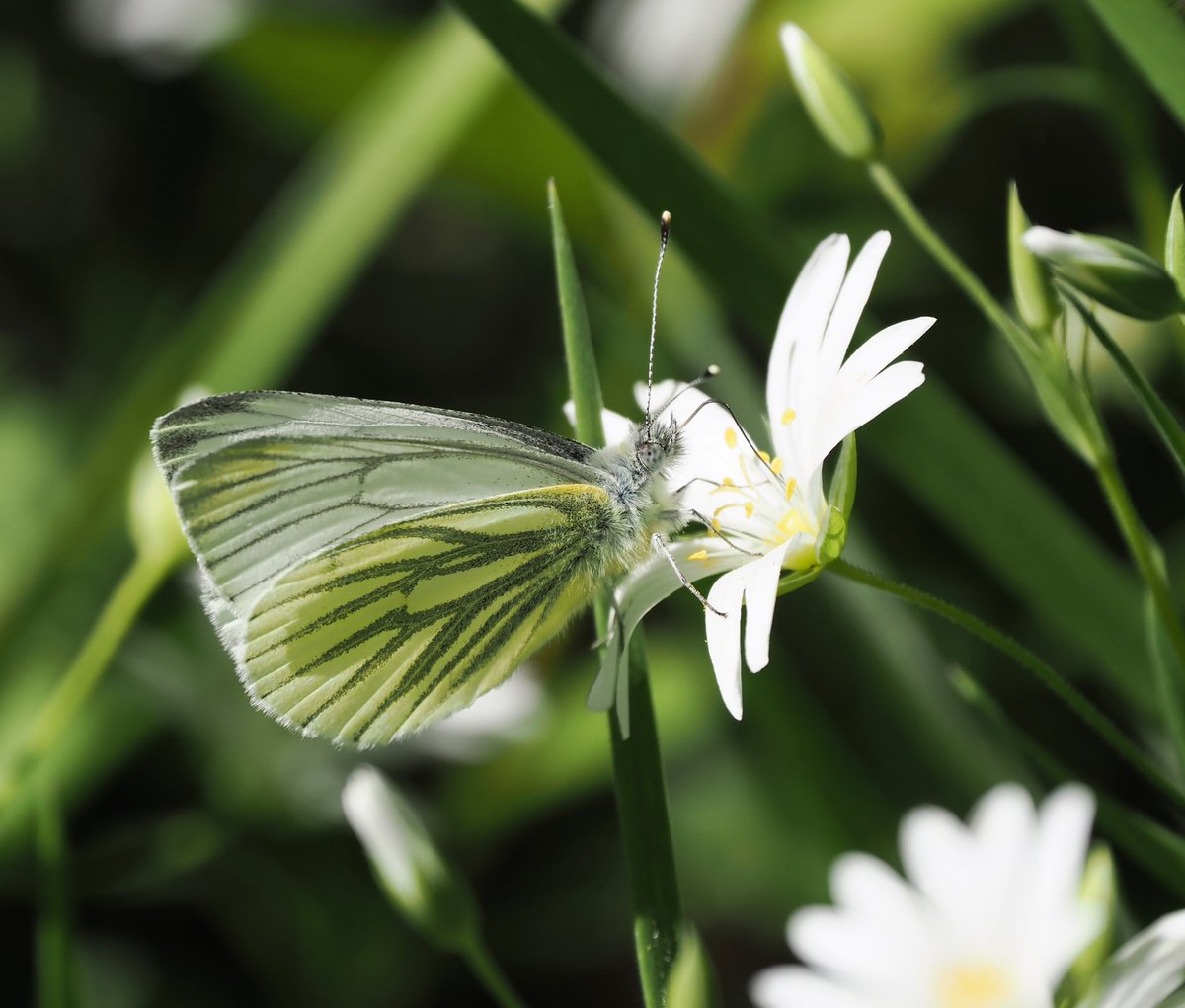 Green Veined White enjoying the spring flowers near Dunwich last weekend #butterfly #Butterflies #wildlife #wildlifephotography #nature #NaturePhotography @savebutterflies @BC_Suffolk @SuffolkRecorder @suffolkwildlife @NatureUK @Britnatureguide @BBCSpringwatch