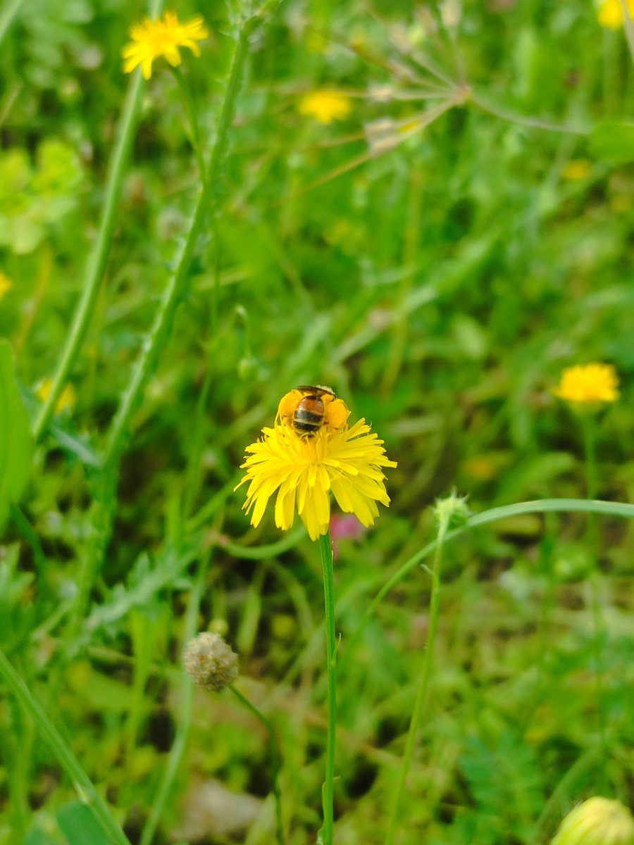 Topladığı polen miktarı kendinden büyük, çalışkan sıpa 😄