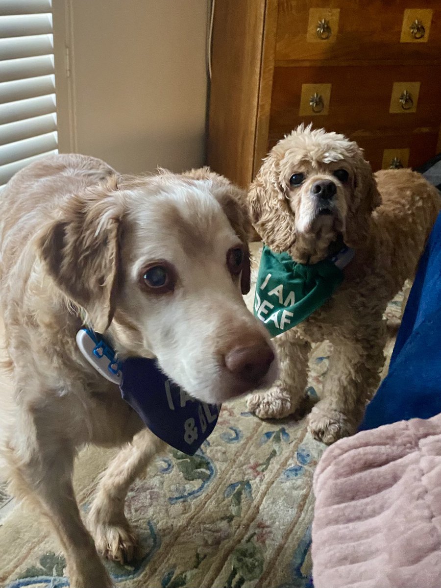 SpanielsSuper's tweet photo. Mum’s not going out today 👍
We’re all WFH
#SoExciting
It means we don’t have to go for a walk at #StupidOClock
We can just settle down for a nice long lie in
#JustHowWeLikeIt https://t.co/yzbbRSFDWK
