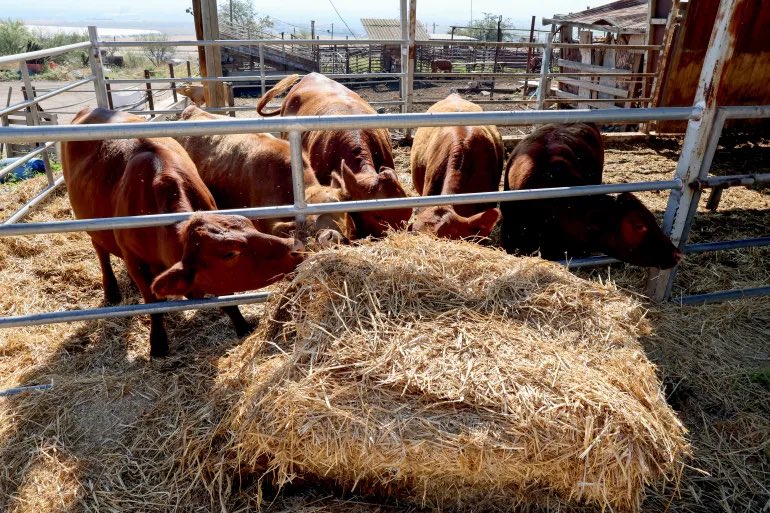 ⚡️BREAKING 

HAMAS STATEMENT REGARDING THE RED HEIFERS

•We call on the masses of our Palestinian people in the entire West Bank, Jerusalem, and the occupied territories to mobilize and gather, and to head towards the blessed Al-Aqsa Mosque and to stay there for prayers and