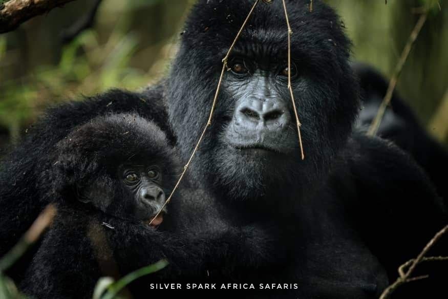 A breathtaking world heritage site with lovely weather and escarpments. The gorilla tracking experience is one like no other, it Bwindi  Impenetrable Forest.
#Gorrilla  #SilverSparkAfrica #bwindiimpenetrableforest
#photographer #trekking #MaasaiMara  #wildlifephotography