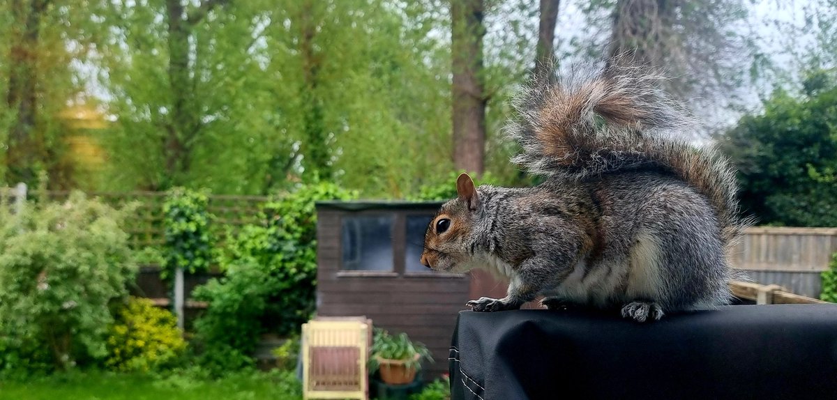 A squirrel in Thamesmead.