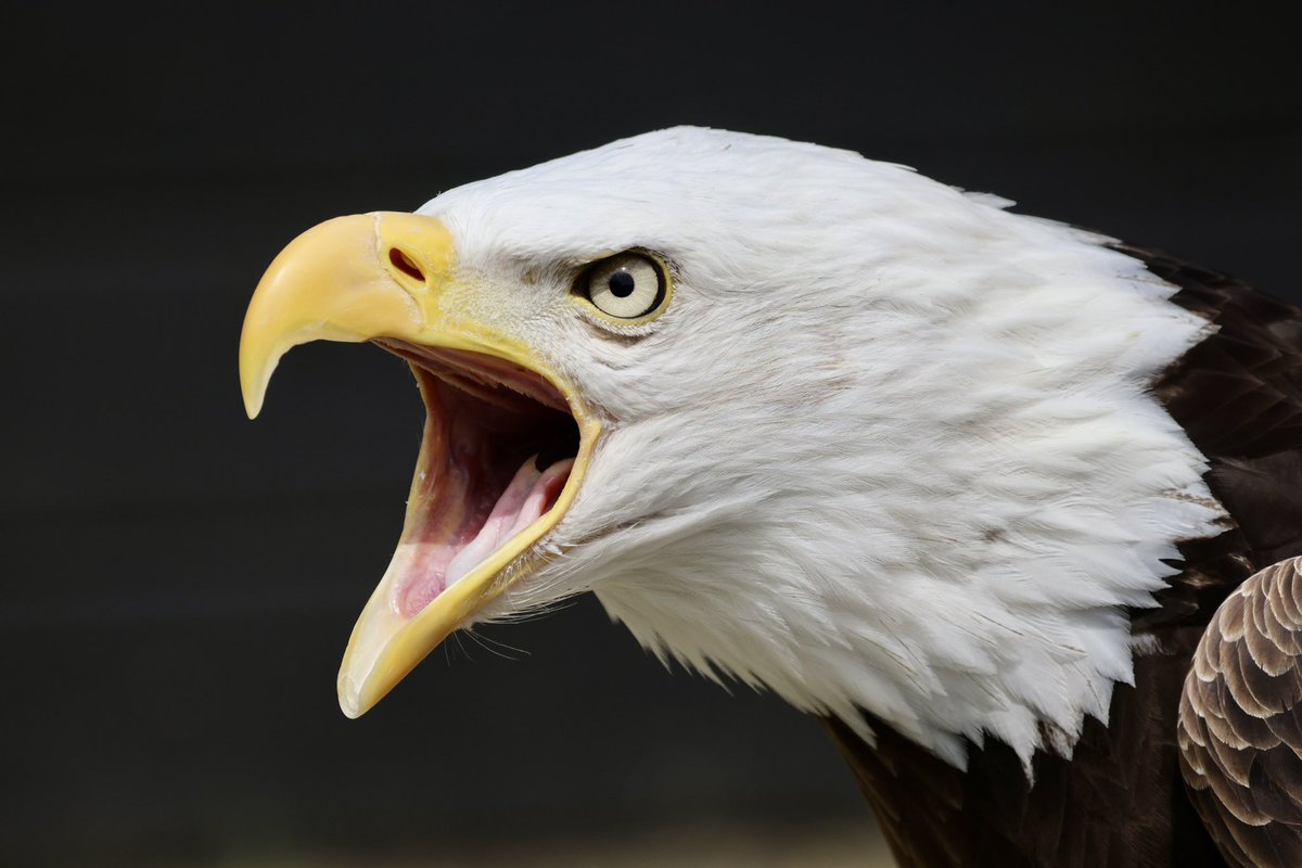 Bald headed eagle at an exotic pet rescue #Eagle #baldheadedeagle #birdlovers #birdphotography #BirdsOfPrey #BirdsOfPrey #vögel #pájaro #oiseau #usa #america #eagles