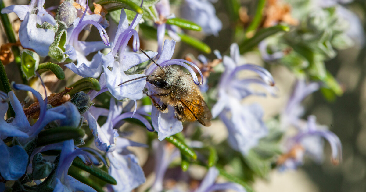 Eine der grossen, und für uns überlebenwichtigen Leistungen der #Biodiversität - die Bestäubung durch Insekten - wird durch Luftverschmutzung gestört. Forschende haben herausgefunden, dass verschmutzte Luft u.a. dazu führt, dass sich Bestäuber schlechter orientieren können oder…