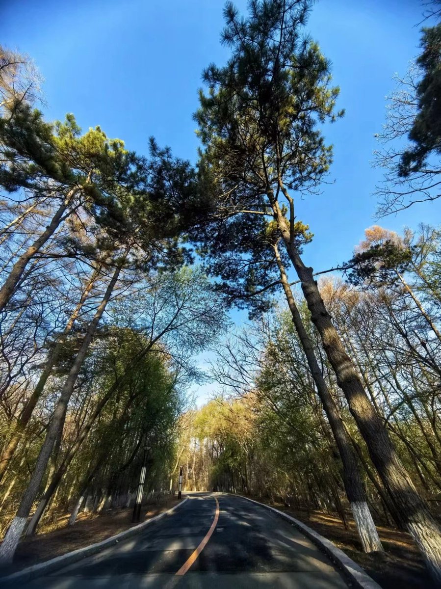China_says's tweet photo. Immerse yourself in the tranquil oasis of Nanhu Park in Changchun, northeast China's Jilin Province! It's full of lush greenery, serene lakes &amp; many more things nature lovers admire! #ChinaSaysHello https://t.co/6fMutPWUlx