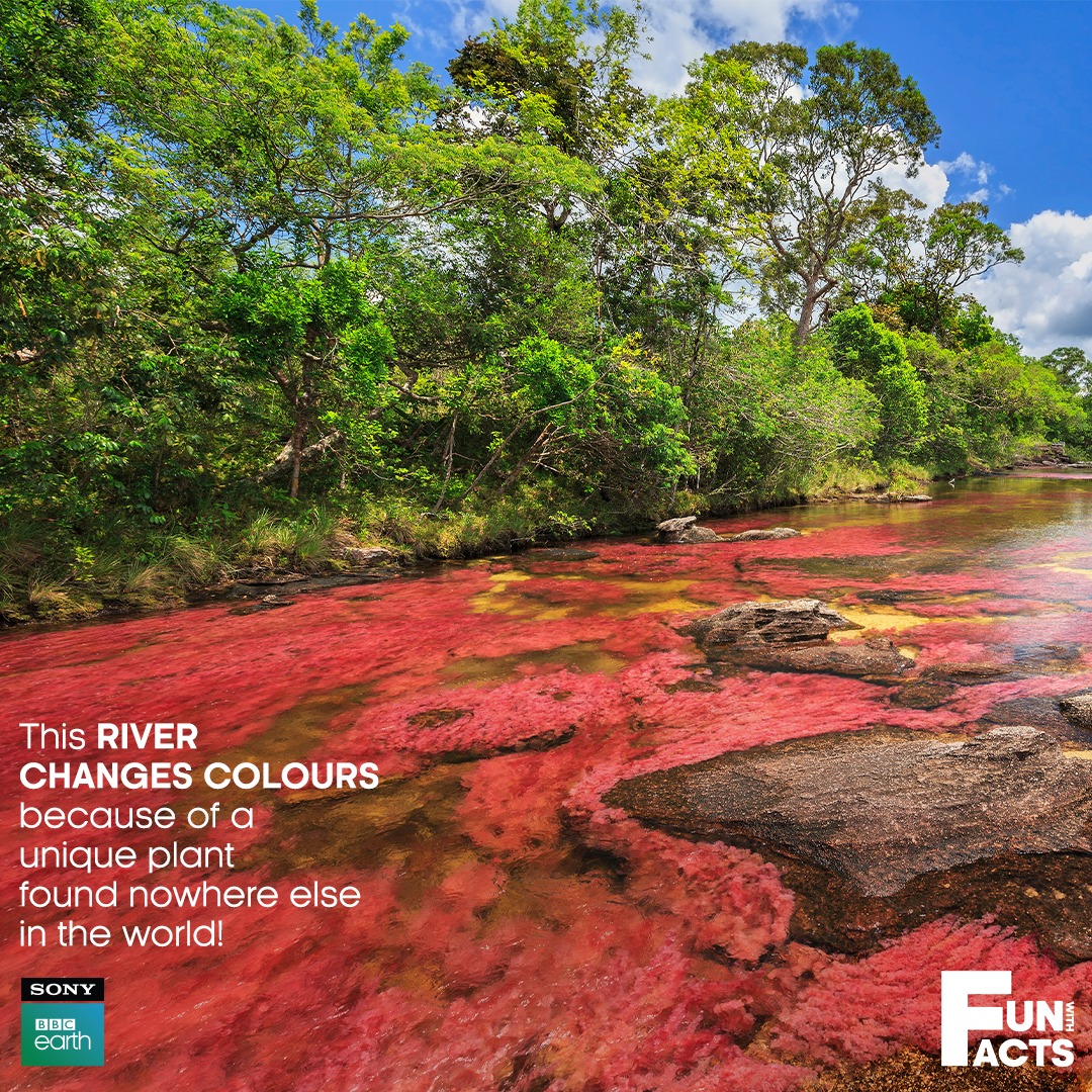 Caño Cristales in Colombia is a marvel of nature that displays multiple colours beneath its clear waters!​ A species of aquatic plants called Macarenia clavigera clings to the riverbed and bursts into colours following rainfall and sunlight, exhibiting vibrant hues from July to…