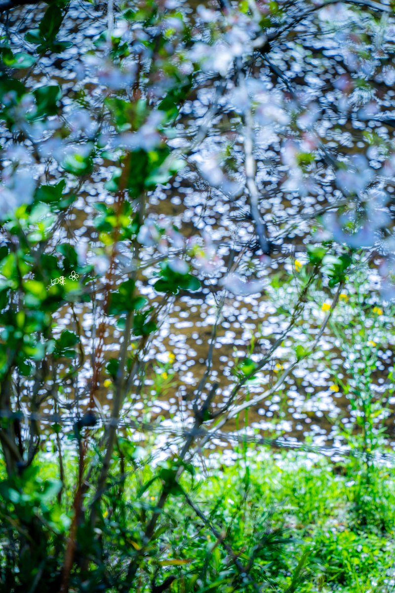 水面に落ちた花びらが見せた幻想