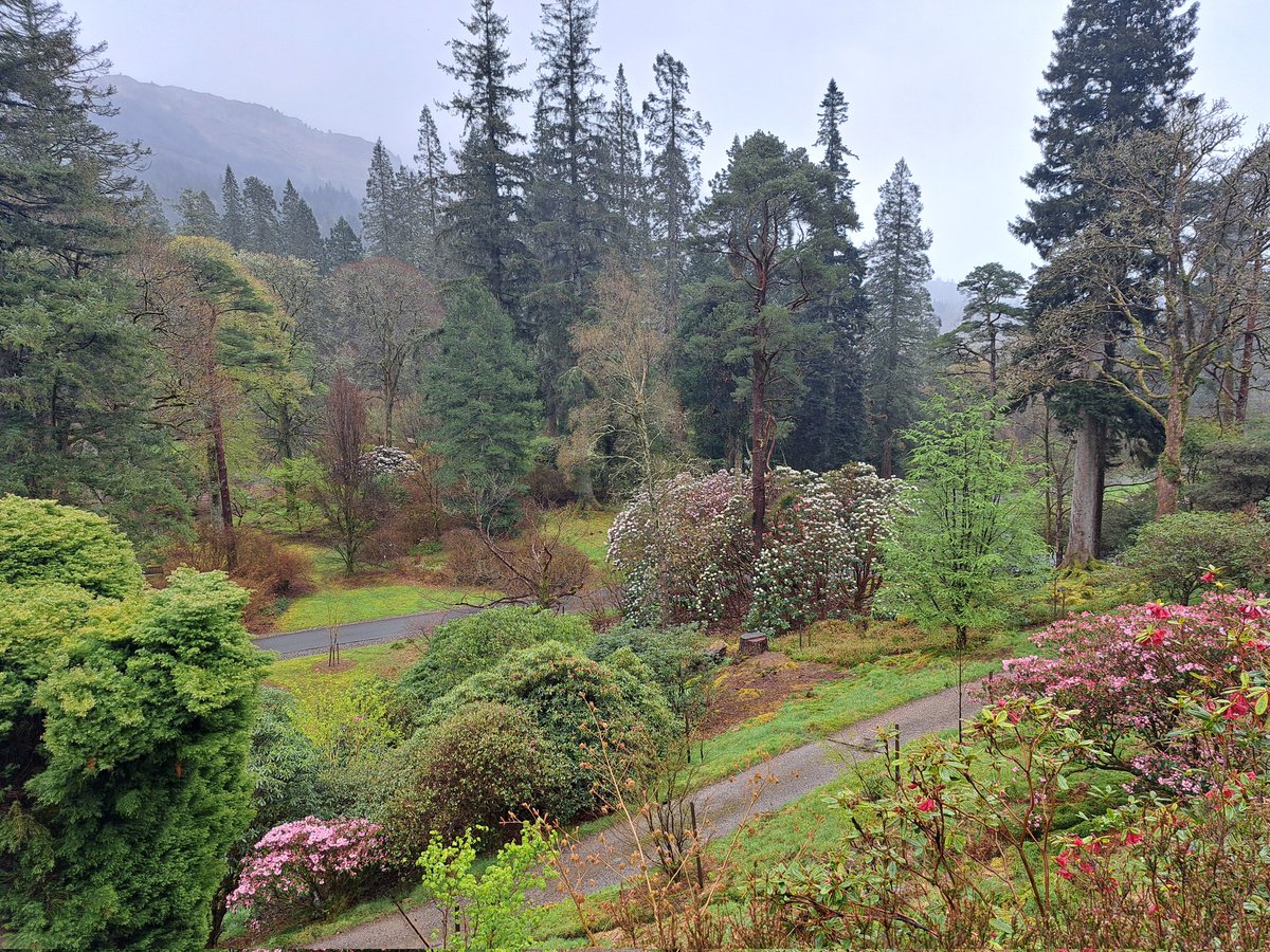 DKnott8's tweet photo. Atmospheric day @BenmoreBotGdn @TheBotanics yesterday #scottishspring https://t.co/xfNVMCIGQK
