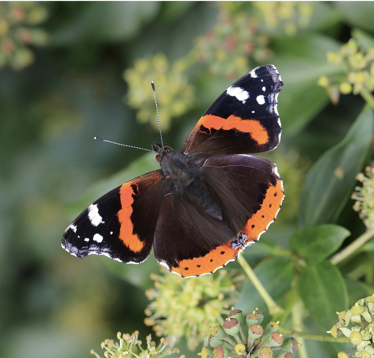 @savebutterflies @Team4Nature @NearbyWild Having flowering ivy in your garden also increased the numbers of Red Admiral & Comma butterflies seen in autumn - two butterfly species that are fond of ivy nectar sciencedirect.com/science/articl…