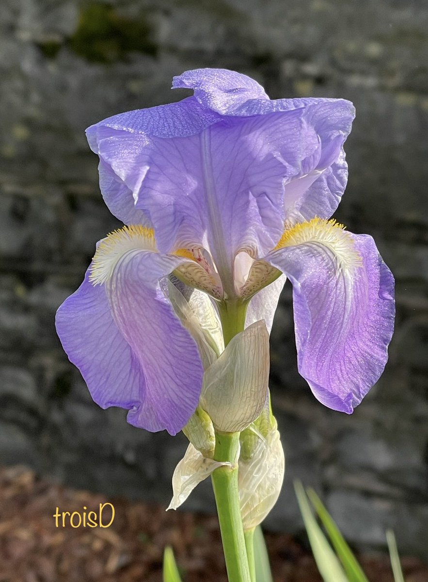 Flowers on Friday…🙋‍♀️💜💜 Have a fantastic Friday, my dear friends. I hope you have a wonderful weekend ahead. 🤗 #FlowersOnFriday #Iris #BeKind #Gardens #Nature