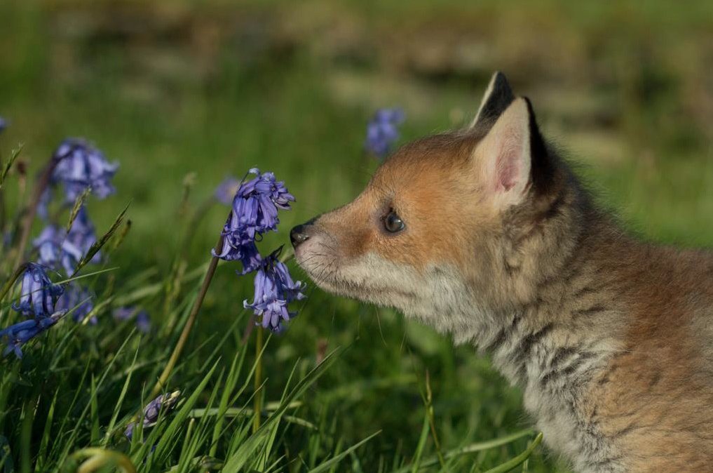 Spring in a photo.
#FoxOfTheDay