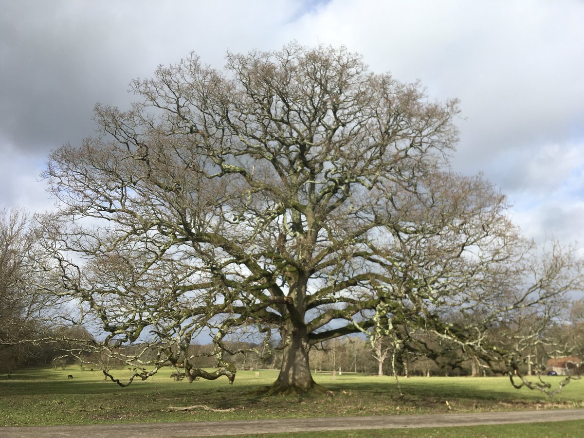 Although it's not the oldest oak, I think it's Knepp's finest tree. A giant and resplendent broom. Photo taken in March.