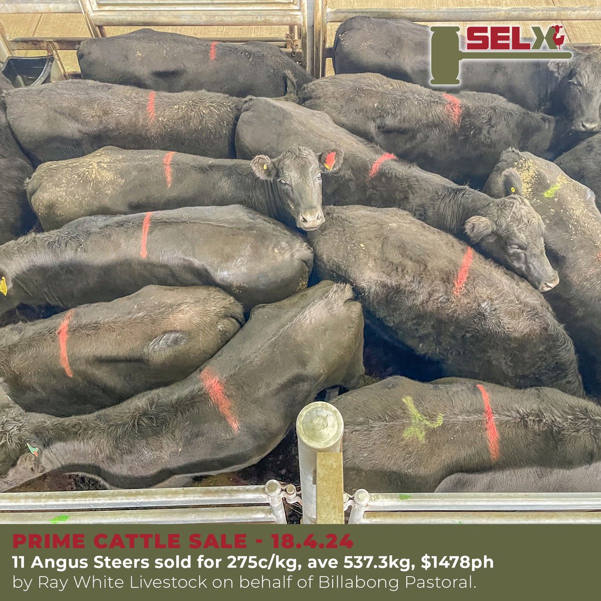11 Angus Steers sold for 275c/kg, ave 537.3kg, $1478ph by Ray White Livestock on behalf of Billabong Pastoral.

Market report => selxnsw.com.au/market-report-…