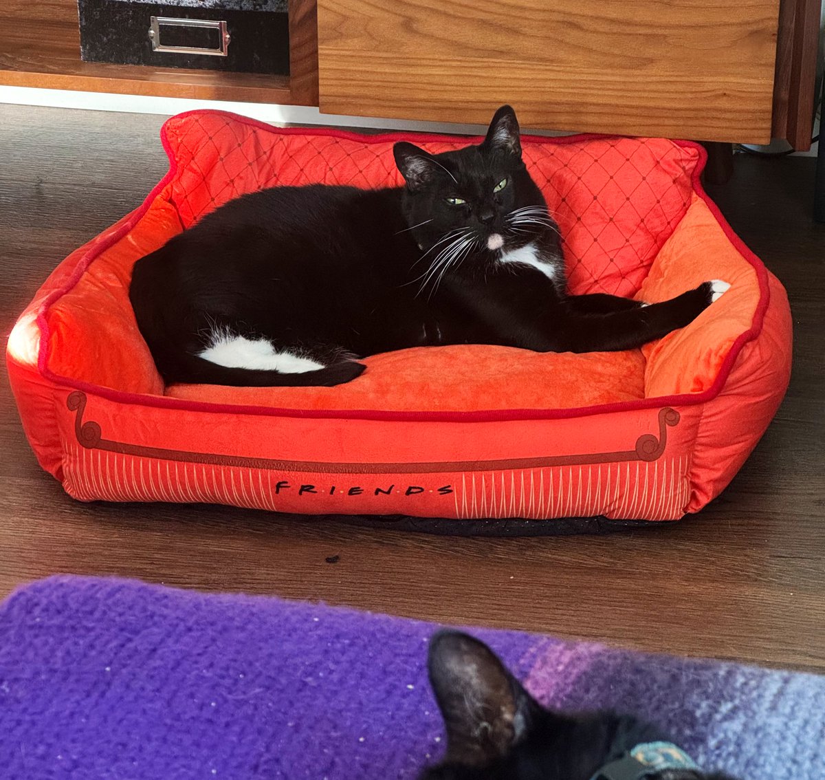 ThoraAndWilbur's tweet photo. Sorry. I’m busy. 
#tuxie #CatsOfTwitter #FridayFeeling #blackcats https://t.co/KVkp9mDRgM