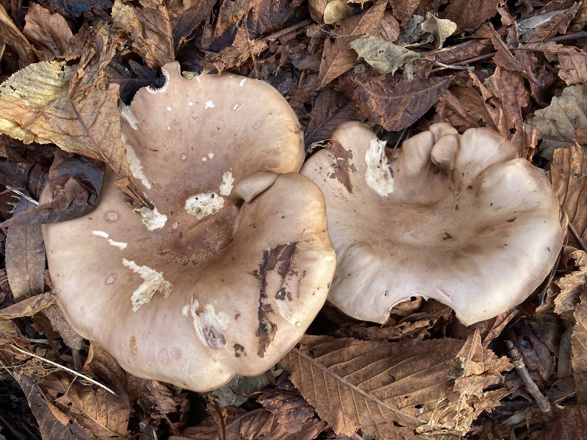 From the autumn archives for #FungiFriday