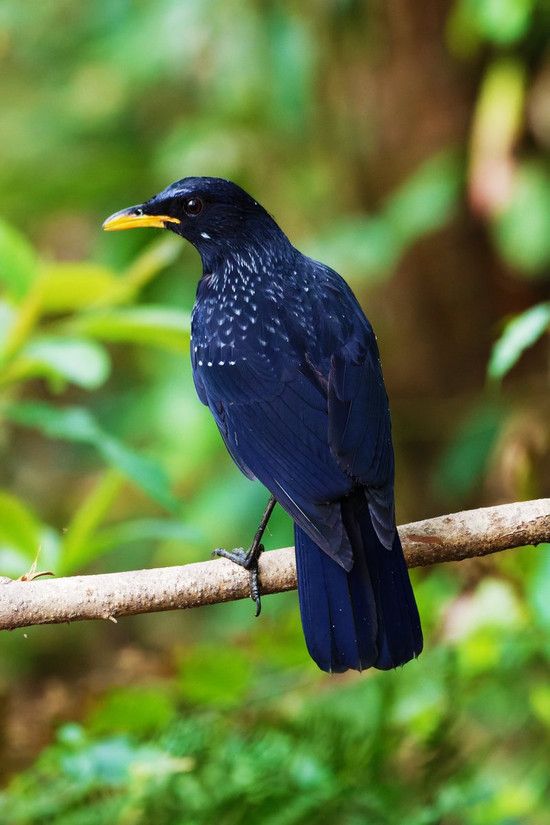 A Stunning Blue Whistling Thrush in a Sacred Jungle!

@pargaien @UKNikon #indiaves @Natures_Voice #ThePhotoHour #BBCWildlifePOTD @AnimalPlanet @DiscoverKorea_ @WildlifeMag @NikonUSA #natgeoindia @BBCEarth #BirdsOfTwitter @DiscoverMag #BirdsSeenIn2024 #birds @NatGeoIndia