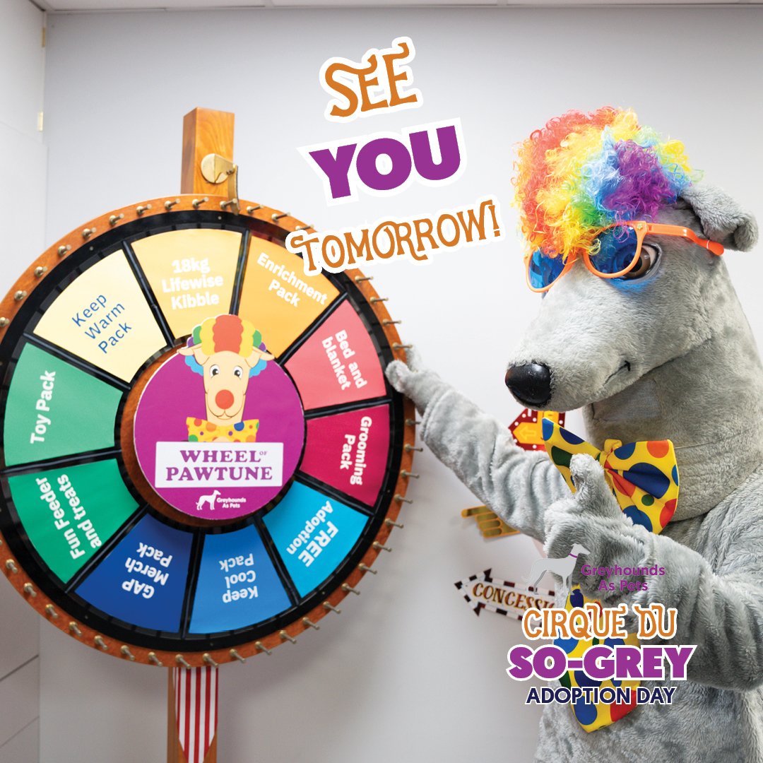 Join us 11am TOMORROW for our Cirque Du So-Grey event.

Opt to ADOPT or FOSTER tomorrow & score yourself a go at spinning our 'Wheel of Pawtune.' Enjoy a guaranteed prize with every spin!📷

30+ greyhounds' available onsite tomorrow!
55 Cardigan Street, Angle Park

#weloveourdogs
