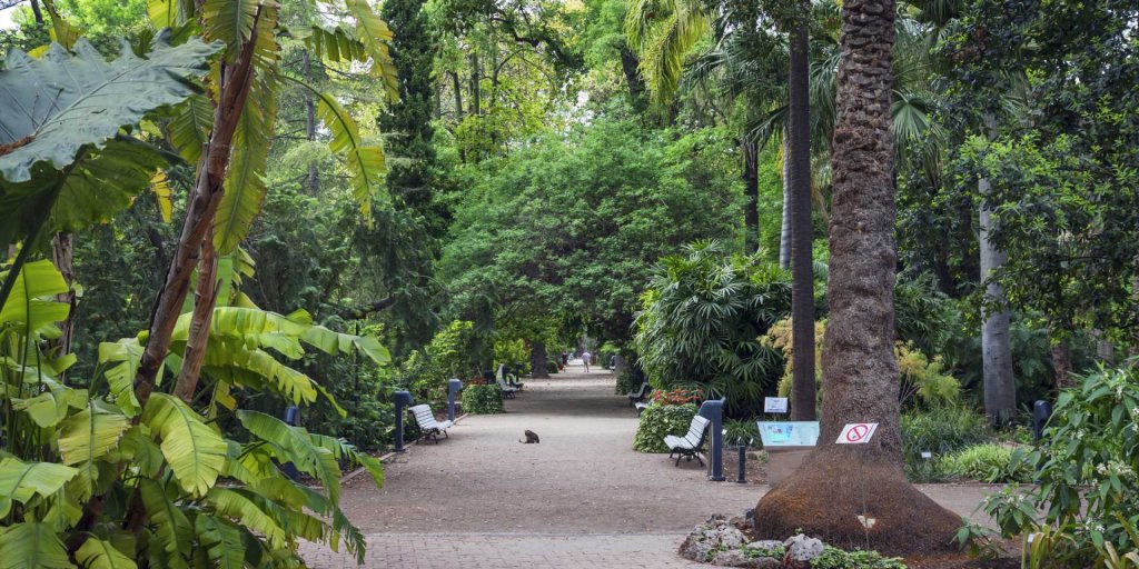 🌳El Jardín Botánico de #València tiene un efecto calmante, ¡tienes que probarlo! 🌴Además puedes aprender muchísimo con una de sus visitas guiadas, ¿te apuntas?👉 bit.ly/4cYcW36 #ActitudMediterránea