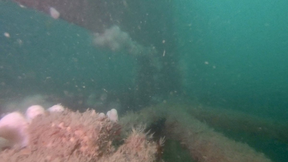 A few shots of HMS Scylla from the weekend. The viz wasn’t great at around 2/3 metres but still an enjoyable dive! #northamptonscubaschool #scubanuts #padi #northampton #startyouradventure #openwater