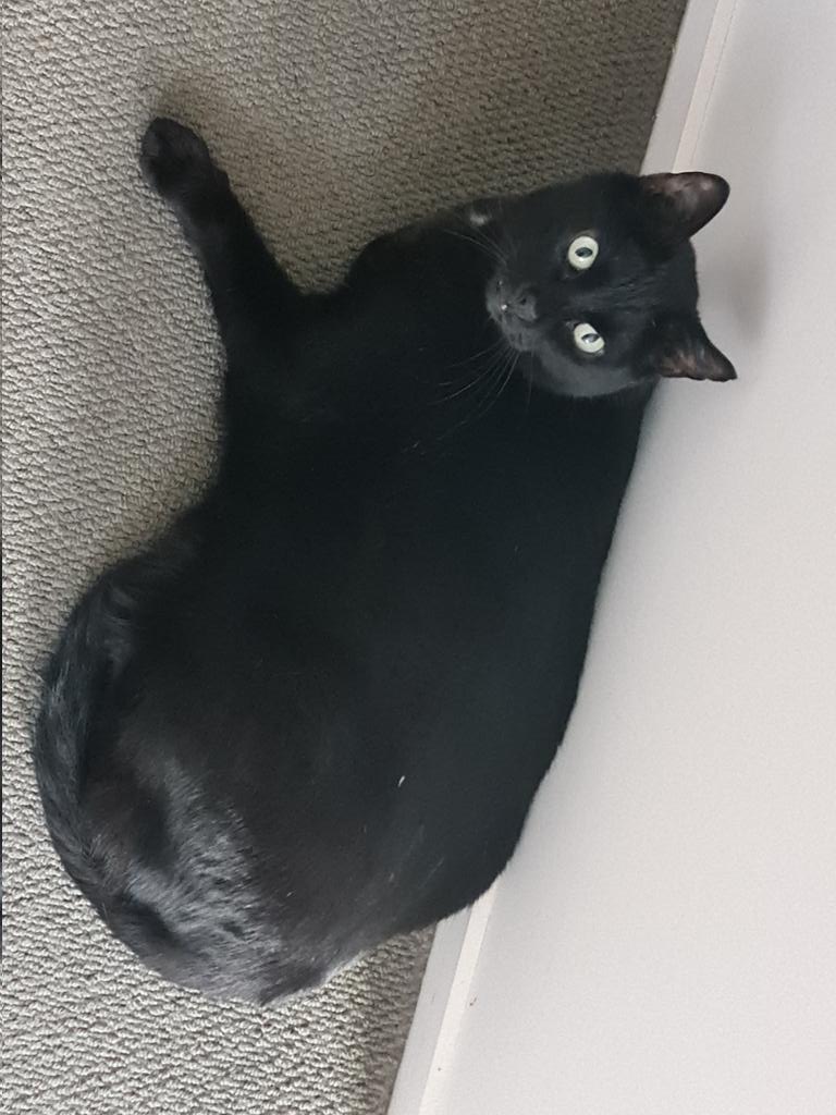 🖤Smooch, Pablo (Blade & Fantom💔 (OTRB)🖤 (@_demonia_) on Twitter photo <a href="/ThoraAndWilbur/">Thora & Wilbur</a> Pawgeous!! I'm the step-brofur of Smooch, my name's Fantom, and I've been told I'm a bit of a chonk 😹😾 <a href="/ThoraAndWilbur/">Thora & Wilbur</a> Pawgeous!! I'm the step-brofur of Smooch, my name's Fantom, and I've been told I'm a bit of a chonk 😹😾