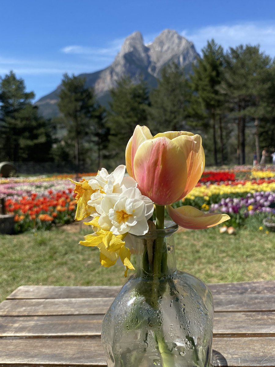 ernestcauhe's tweet photo. Avui a l’@indepe_gracia escric “La Tulipa”.

Perquè tots mereixem poder inventar excuses boniques per escapar.

https://t.co/hxaObLaScU https://t.co/GHIJTZhOoP