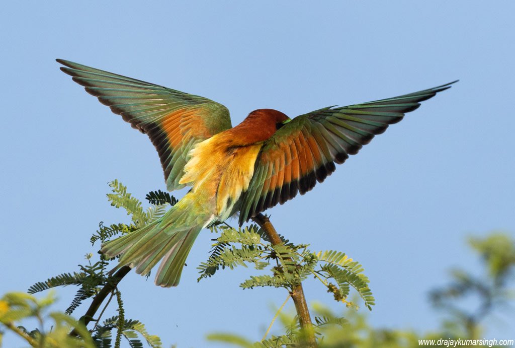 European bee-eater, Bahrain. #EuropeanBeeEater #BeeEater #Wildlife #Bahrain