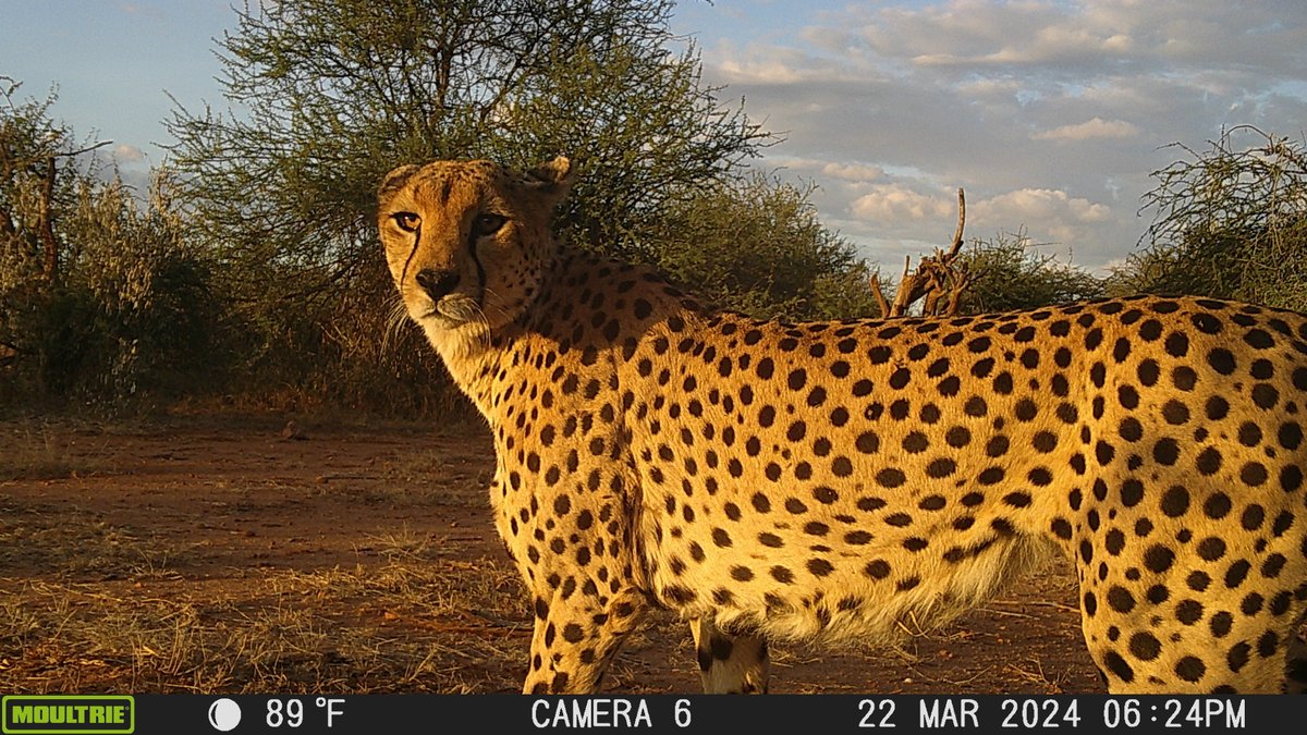 This stunning shot of a cheetah was captured in our Community Camera Traps from the community of Koija in Laikipia, Kenya.