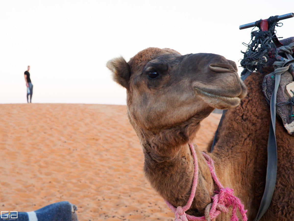 .@wanderlustmag Sahara desert @must_travel @IconicSettings @TravelMagazine @Expedia