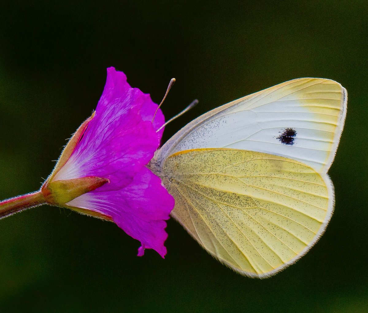 A 6 year Garden Butterfly survey by Butterfly Conservation has found that wildlife-friendly gardening practices, such as having long grass and flowering ivy, boost the numbers of butterflies by up to 93% particularly in urban areas and near farmland