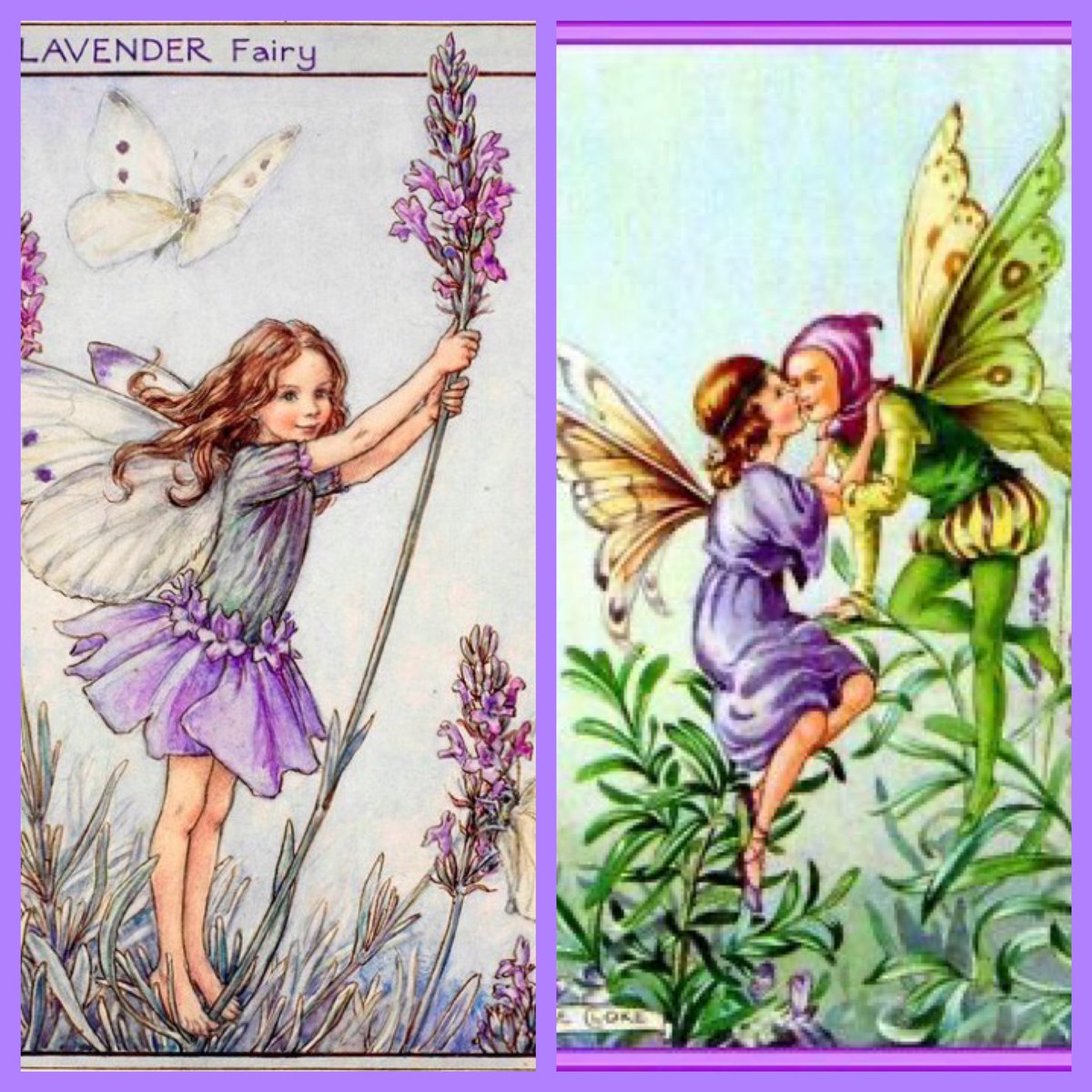 #FolkyFriday Lavender, darling of the fairies, has been used for centuries both medicinally and for love spells. Carrying lavender encourages peace, love and good health. It is also a talisman of love and protection, and wards off the evil eye. 🎨Cicely Mary Barker, Rene Cloke.