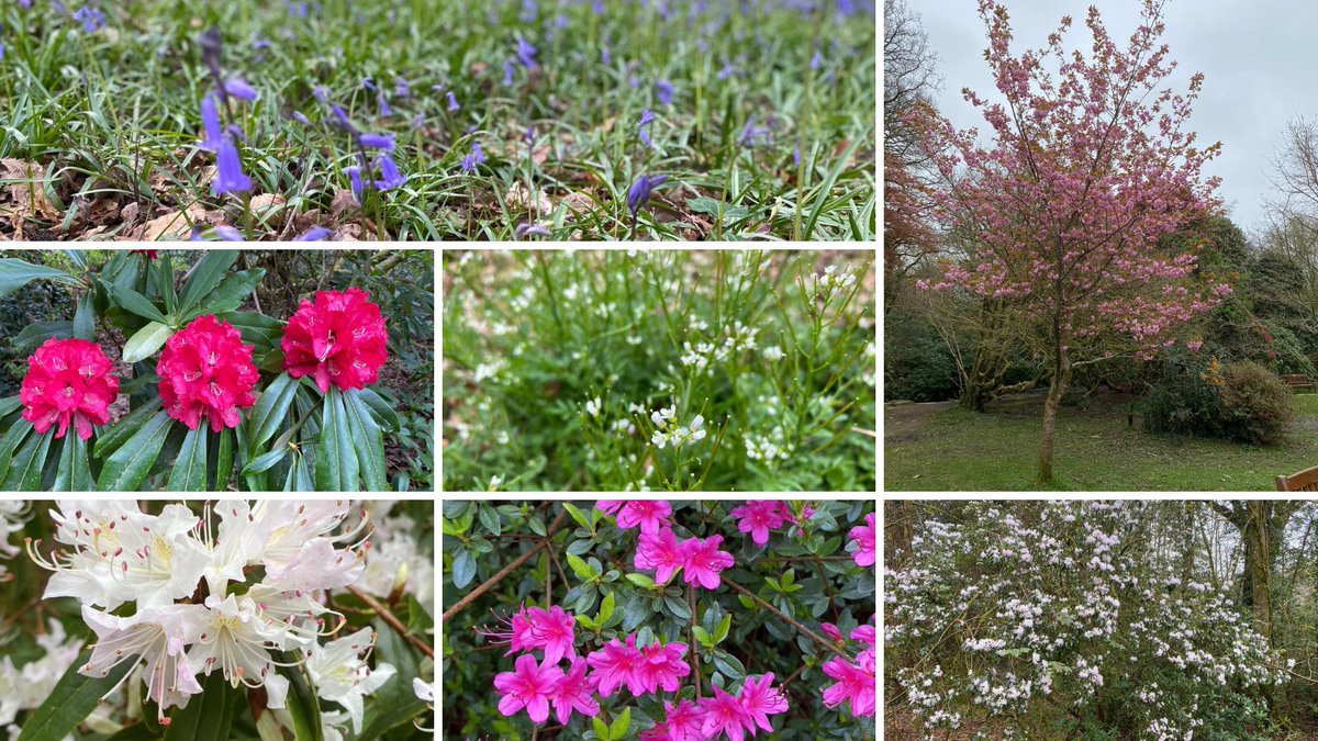 Spot at least seven signs of spring at Bryngarw this weekend. With sunshine forecast, there's no better time to get outdoors and enjoy the countryside on your doorstep; it's blooming lovely!