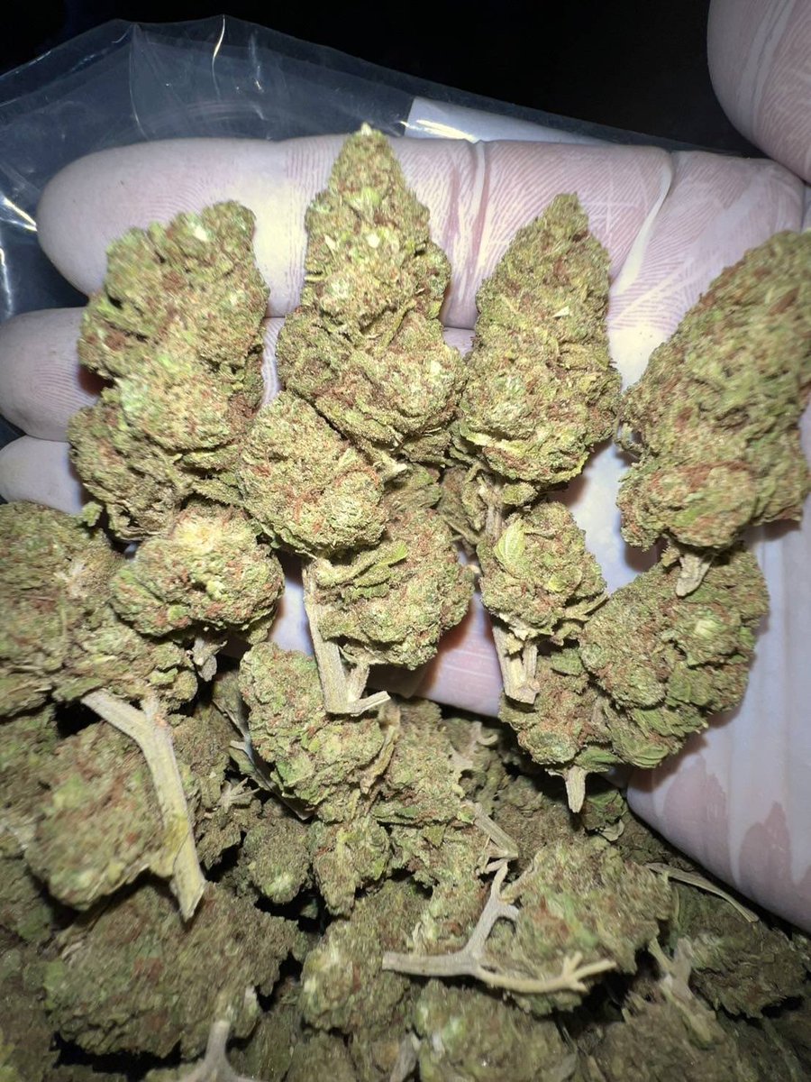 lotusunko's tweet photo. Strain : Triple G
🔸 Evap 😈
🔸  THC % 25
🔸 หอม เมา 9/10🫶🏼🛸
👇🏼👇🏼🥰
https://t.co/x4fLfjmr7Z 🎲
#กัญชารังสิต #กัญชากรุงเทพ #กัญชาog #กัญชาออแกนิค #กัญชาไฟฟ้า #กัญชาราคาถูก #กัญชา #กัญชาสามย่าน #สายไฮ #สายไหม #ชลบุรี #ระยอง #จันทบุรี #สุพรรณบุรี https://t.co/yJ3Itmwz5f