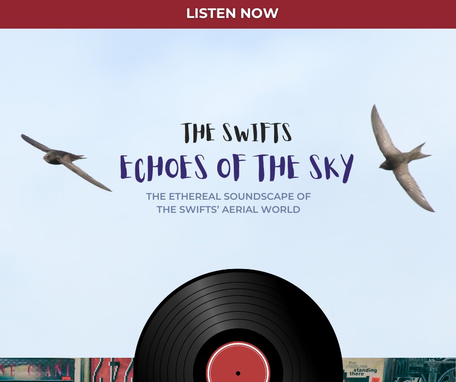 🎵🐦NEW MUSIC!🐦🎵 We're excited to announce the new single 'Echoes of the Sky' by the swifts is now available on our YouTube channel. We're aware there's another famous swift release today, but let this be 'the 1' 😉 ➡️youtu.be/a_N1P3XphRY Happy Friday #TSTTPD #TaylorSwift