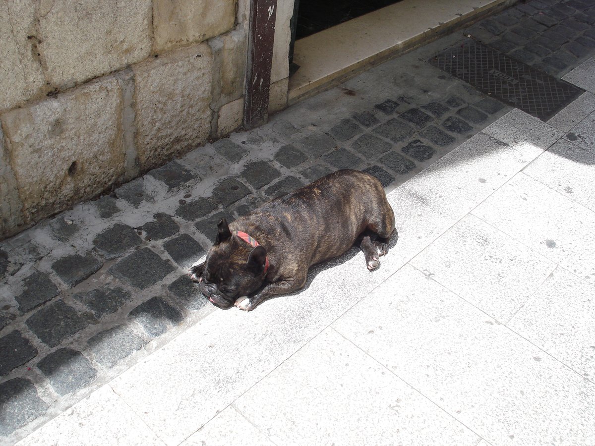 Happy Friday everyone!🙂
Split, Croatia❤️
sleeping dog🐕🐶❤️
Check out this item on OpenSea
opensea.io/assets/matic/0…

#NFTcollector #NFTs #NFT #OpenSeaNFT #openseanfts #OpenSeaMarket #photography #nftphotographer #nftphoto #photographers #dogs #animals