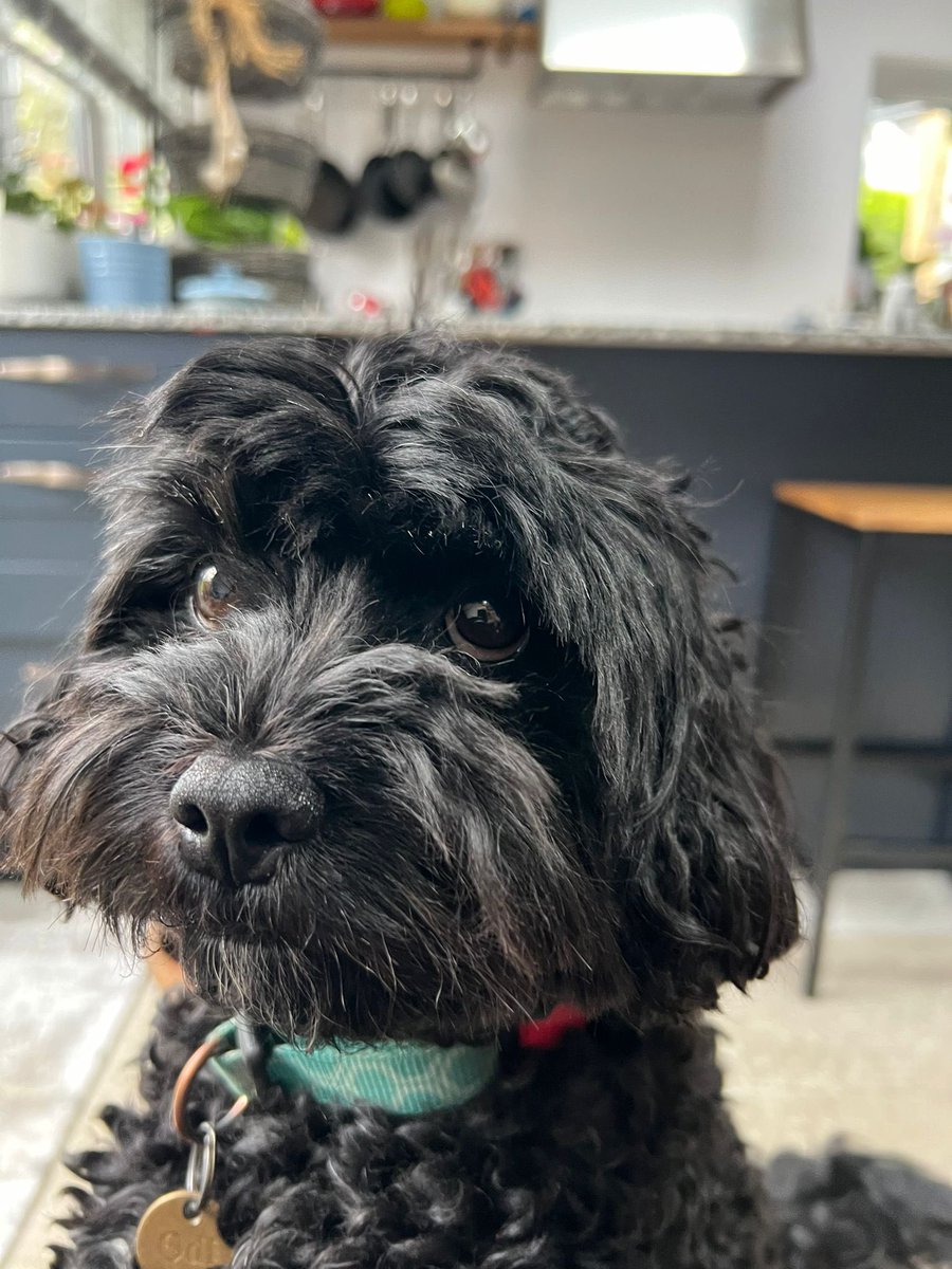 Hey Mr Dadguy, where’s my breakfast! Service is slipping 🙄 #DemandingDog #TwinsiesOnTwitter