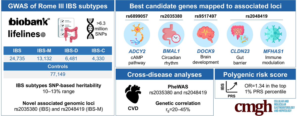 Thrilled to share that my major PhD study has been published today in @AGA_CMGH ! In the study, we provide novel insights into the genetic underpinnings of irritable bowel syndrome, underscoring a shared genetic predisposition between IBS and cardiovascular traits.