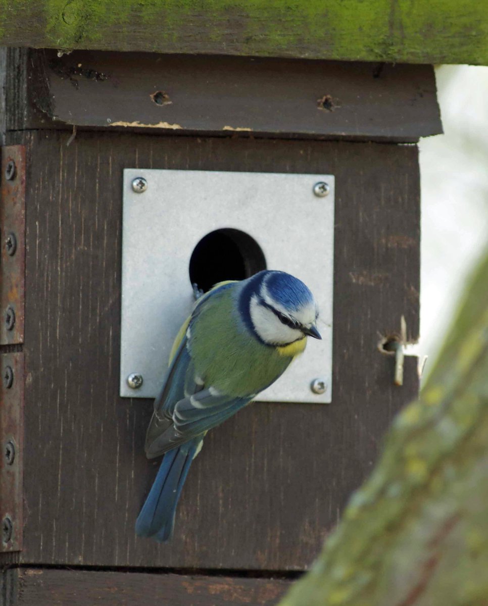 Have you spotted birds nesting near you? Look out for the blue tits, great tits, and blackbirds actively building their nests. Their dedication to creating a safe home for their young is truly inspirational. #wildlife #nature #uknature #ukwildlife #animals #derbyshirewildlife
