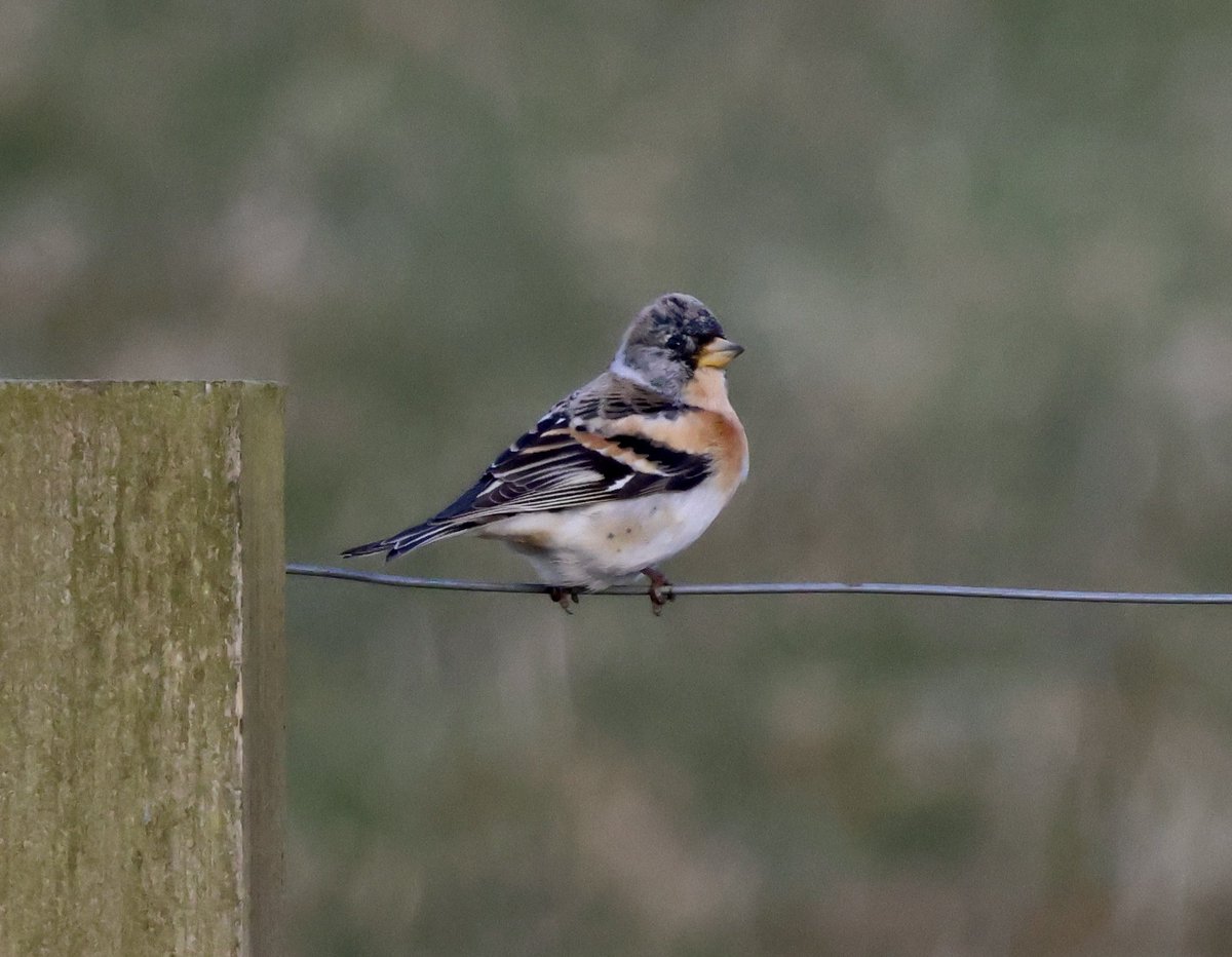 Brambling at Nybster this morning. Lots of Goldfinches heading north this week too. A few big flocks of Golden Plover in the county too #CaithnessBirds