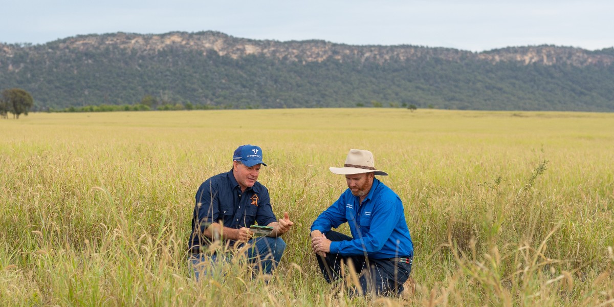 Learn how this central Queensland grazier has been managing pasture dieback (3.5 minute watch). brnw.ch/21wIY1Z #pasturedieback #qldpastures @meatlivestock @DAFQld