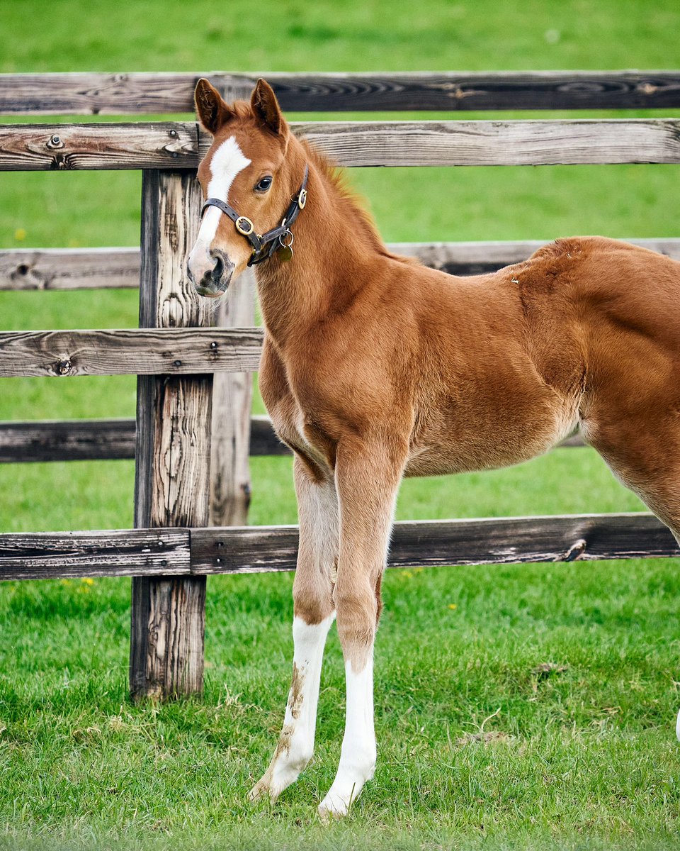 Foals enjoying the sun ☀️ when it finally came out this week We’ve supported @TMStallions Not This Time in Kentucky and delighted with this foal by him out of G1 Natalma Stakes winner Abscond (Blame). Abscond now goes to Frankel