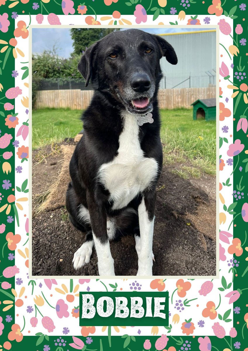 Bobbie would like you to retweet him so the people who are searching for their perfect match might just find him 💚🙏 oakwooddogrescue.co.uk/meetthedogs.ht… #teamzay #dogsoftwitter #rescue #rehomehour #adoptdontshop #k9hour #rescuedog #adoptable #dog