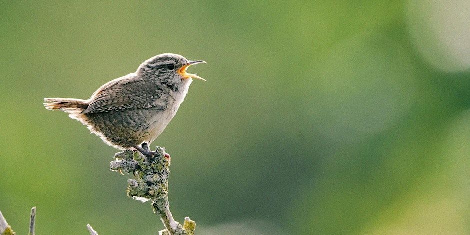 Have you ever experienced the magical sounds of the dawn chorus in the Broads? 🐦 There are still some places on our Dawn Chorus walk around Cary's Meadow in Norwich (8 May). Wed 8 May between 4.00 - 6:00am Get those alarms set early! Book here ➡️ bit.ly/3U5Vpx9