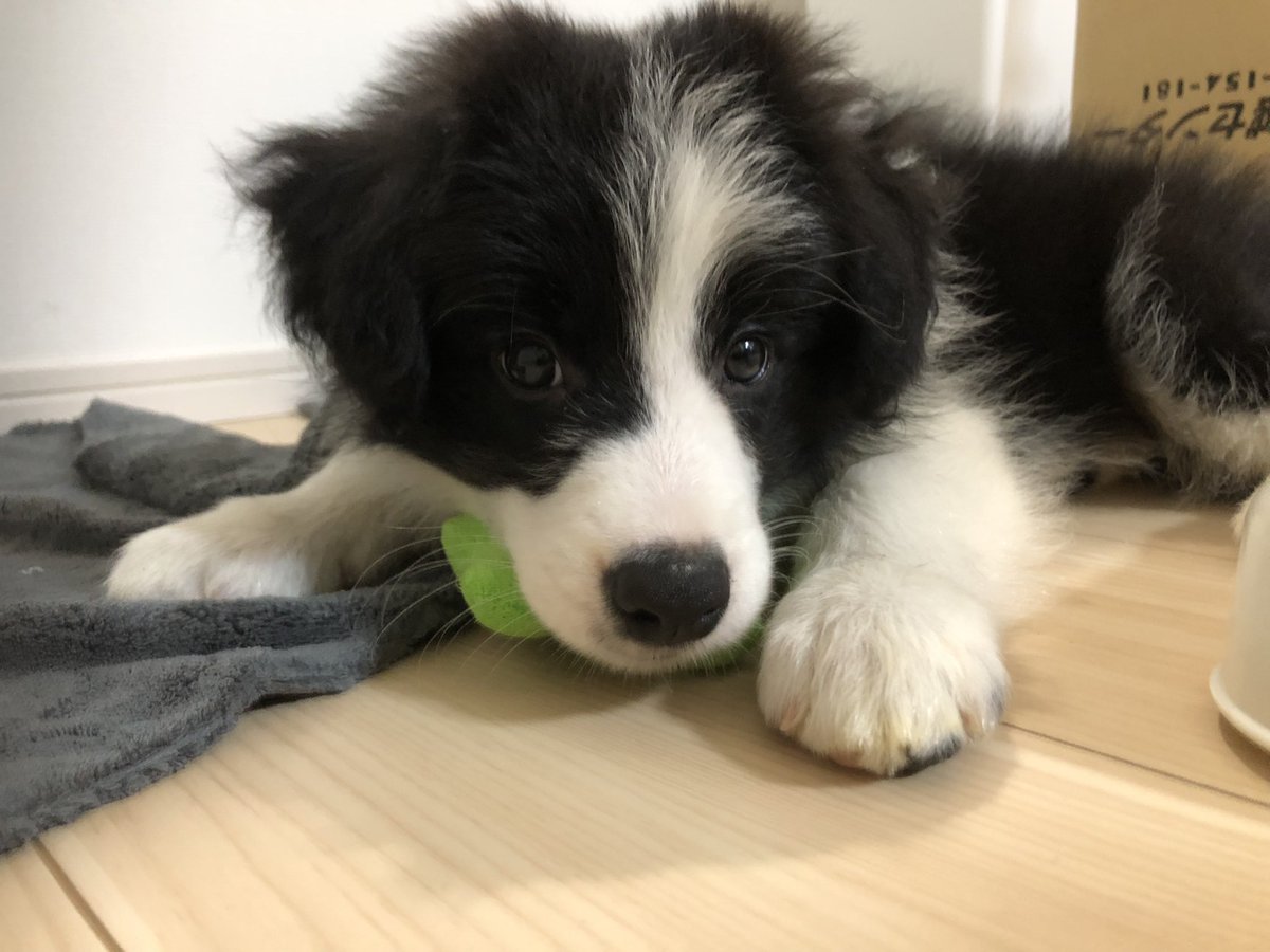 hisui_zzz___'s tweet image. はじめまして！翡翠（ひすい）です！飼い主としてまだまだ勉強不足ではありますが，よろしくお願いいたします🐶✨